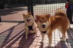 开云体育app-欧冠半决赛之夜，字母哥的舞台法则，越宏大，越强悍