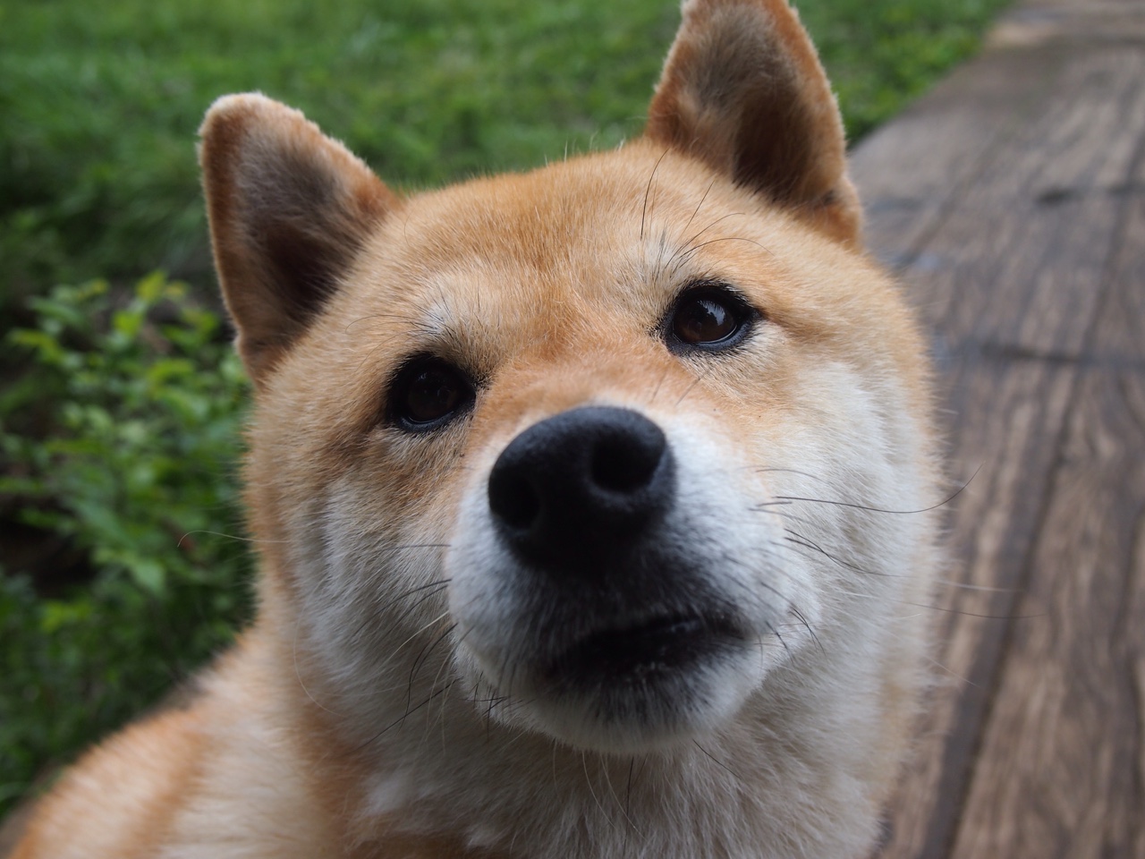 欧冠奇迹之夜，丹麦带走佛罗伦萨的战术革命与精神远征