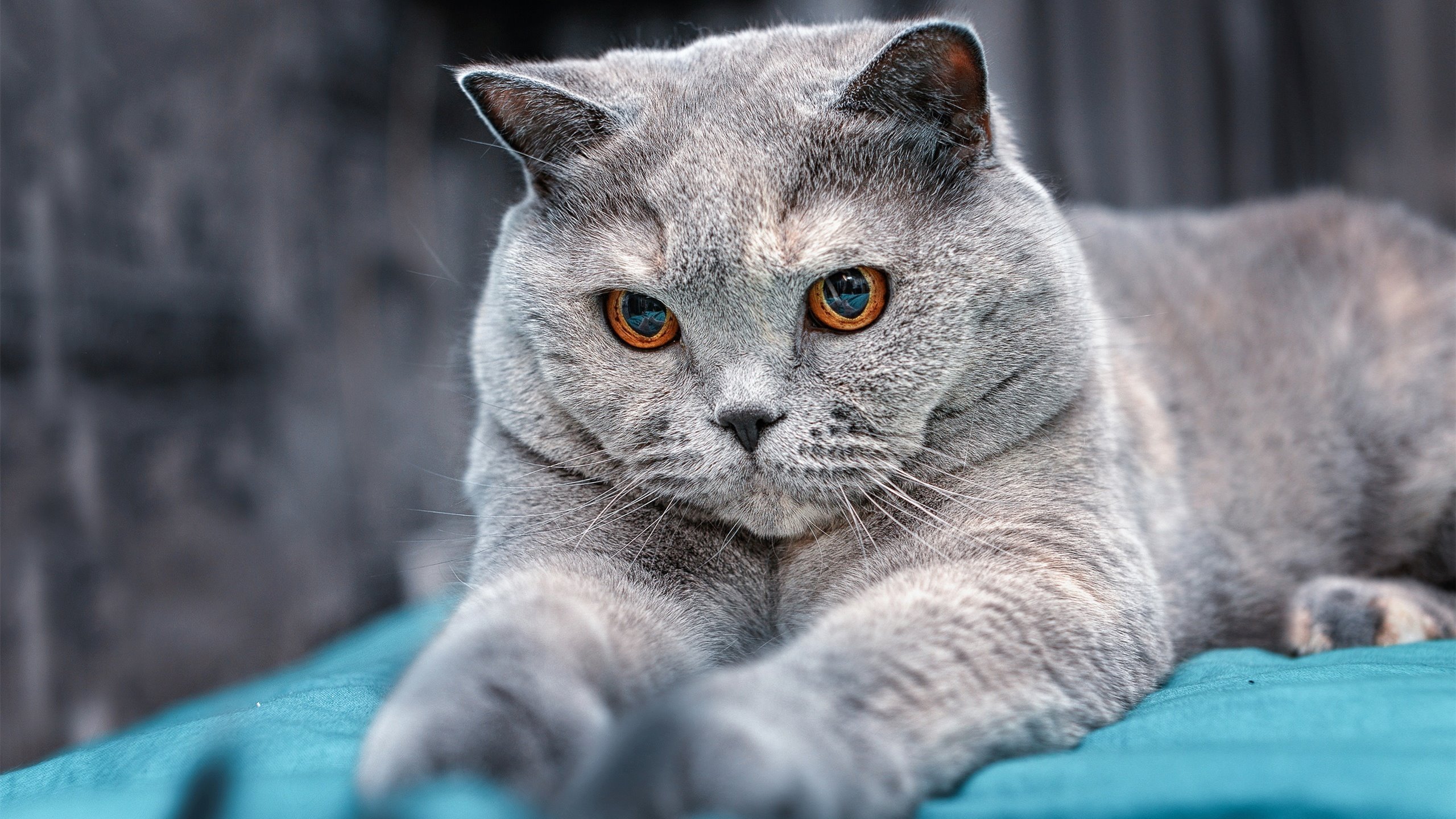 快船踏平步行者，利拉德对手完全无解，一场战术与天赋的完美碾压