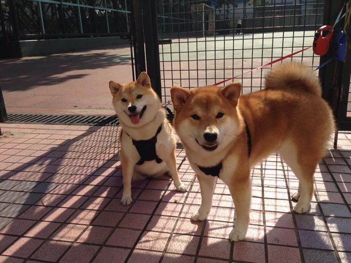 欧冠半决赛之夜，字母哥的舞台法则，越宏大，越强悍